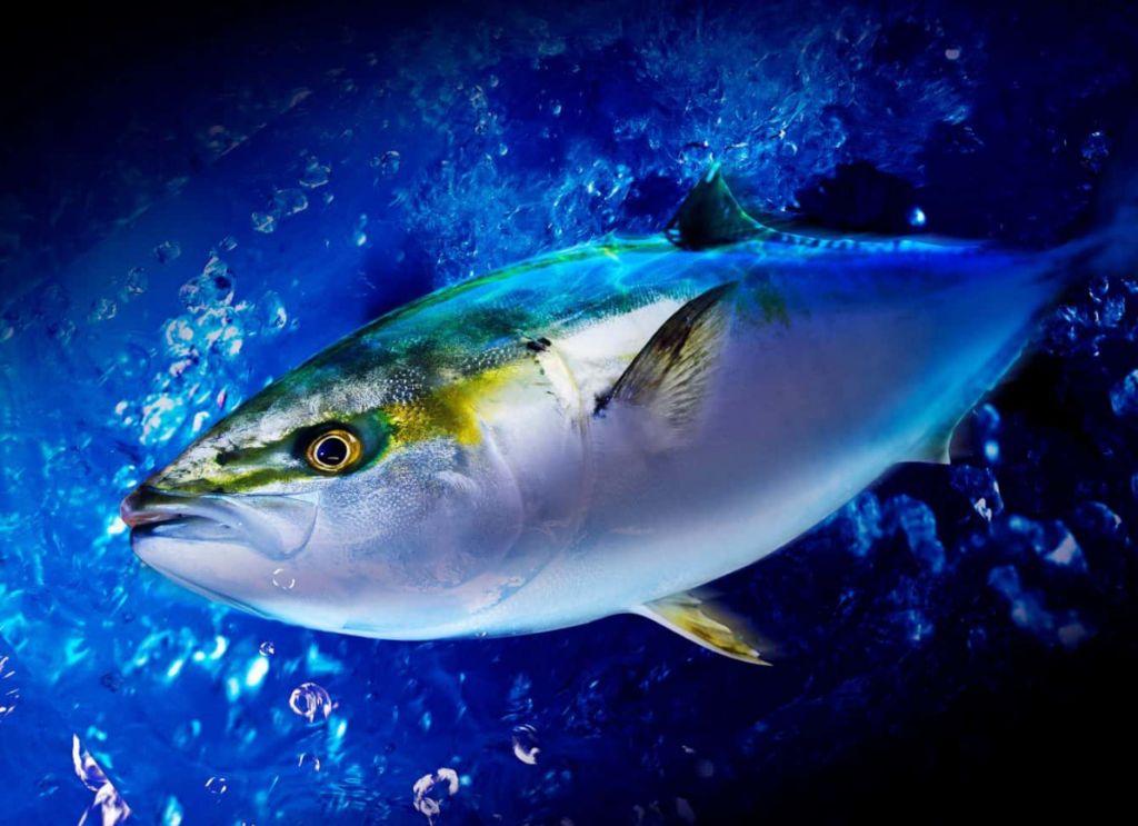 Amberjack Fish Mercury Levels: Is It Safe to Eat? amberjack fish